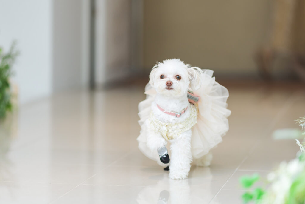 愛犬と1日を過ごす withペットWedding