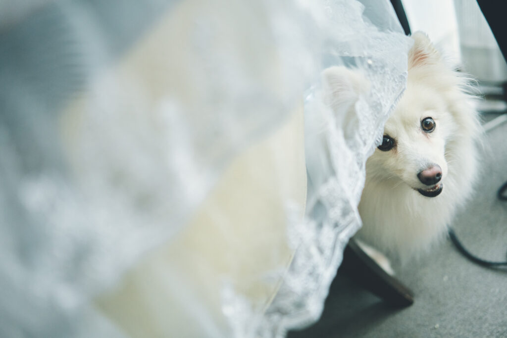 大切なペットと一緒に貸切Wedding