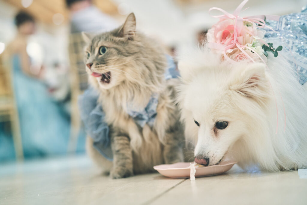 大切なペットと一緒に貸切Wedding