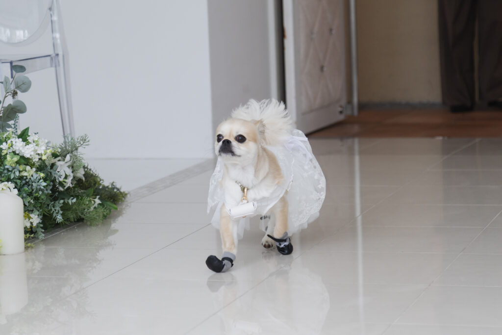 大切な家族と迎えるペットWedding