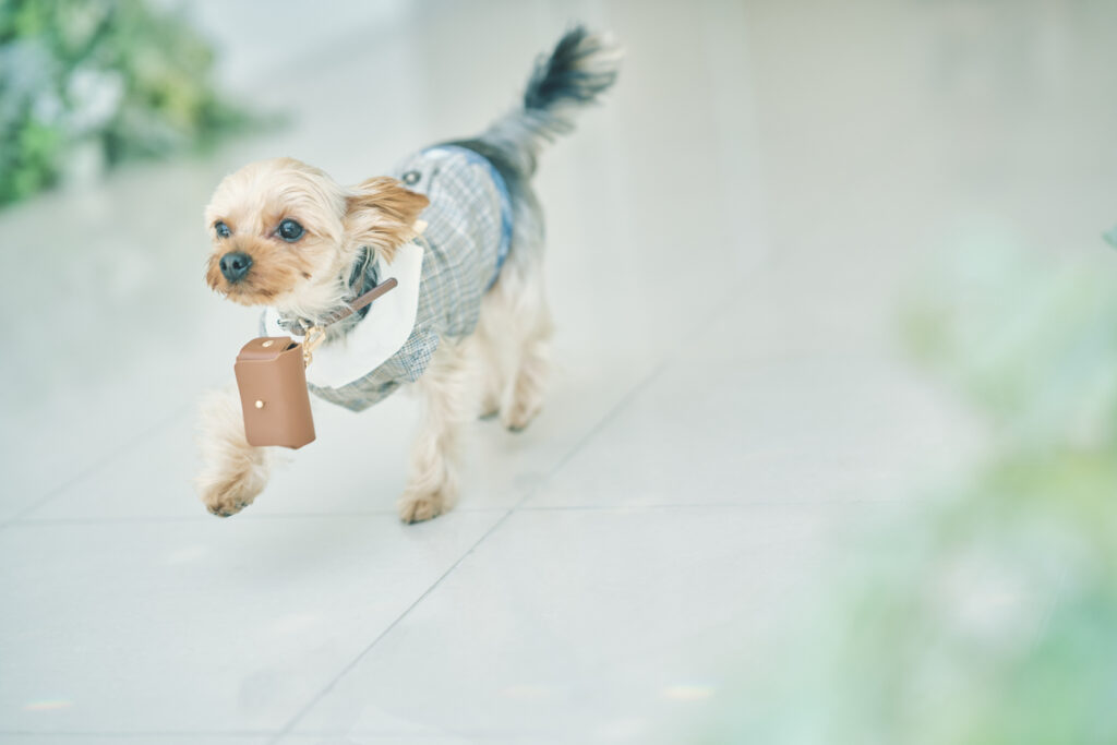愛犬と叶えるペットWedding